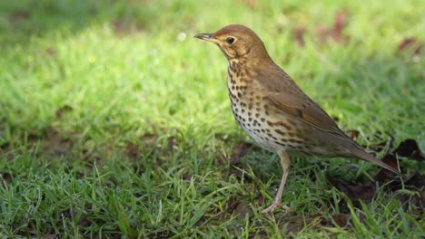 Songthrush-standing-on-green-grass