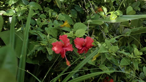 Woman-smelling-red-flower