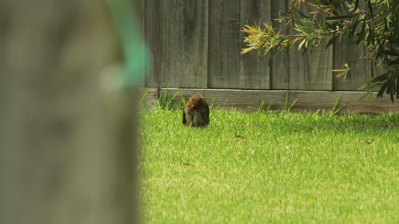 el juvenil del mirlo común se limpia en el jardín cubierto de hierba australia maffra gippsland victoria día soleado y caluroso
