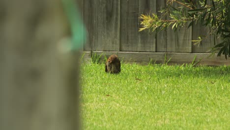 Amsel,-Jungvogel,-Der-Sich-Im-Grasbewachsenen-Garten-In-Australien,-Maffra,-Gippsland,-Victoria,-Bei-Sonnigem,-Heißem-Tag-Putzt