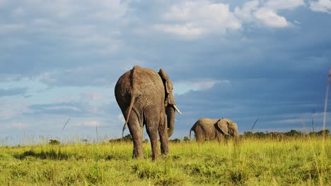 slow motion shot of back of big elephant walking away from camera with stormy clouds above, african wildlife in maasai mara national reserve, kenya, africa safari animals in masai mara