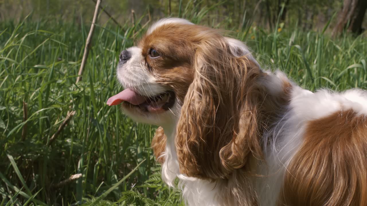 Cavalier King Charles Spaniel. Filmado com câmera superlenta a 1000 fps