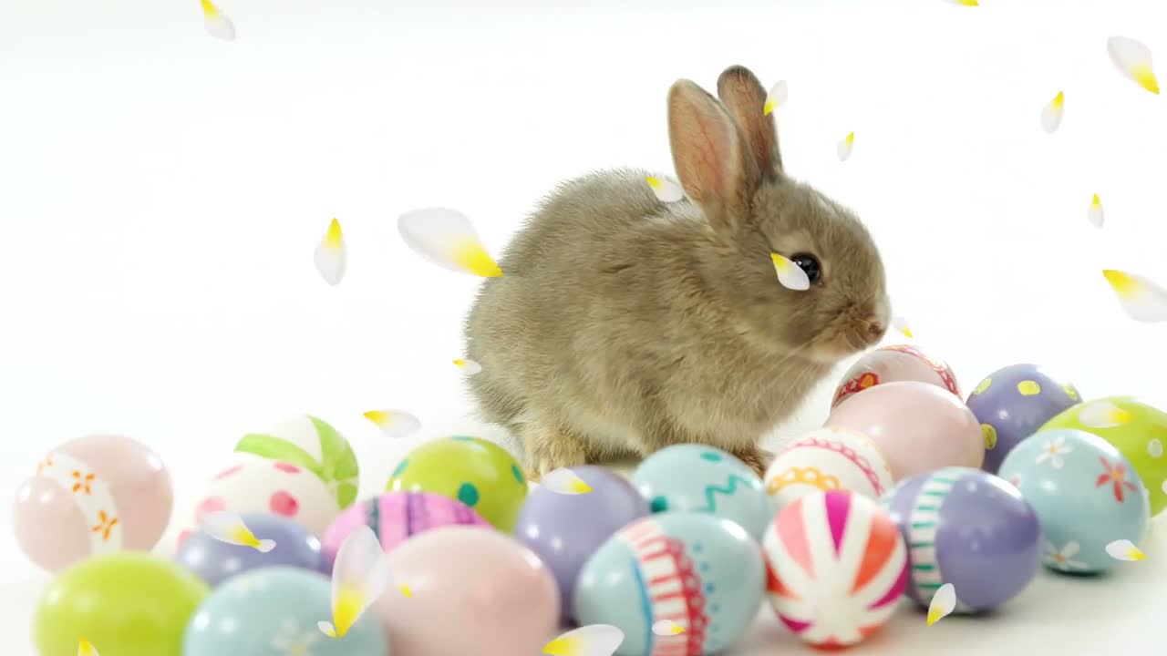 Animação de pétalas de flores brancas e amarelas caindo sobre coelho da Páscoa e ovos.