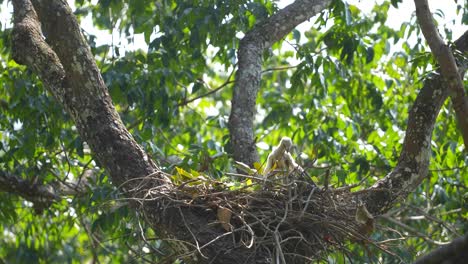 joven bebé águila halcón cambiante en el nido en el árbol con el viento soplando en el día