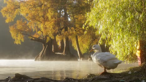 Pato-Comiendo-Bajo-El-Sol-Del-Amanecer-En-La-Orilla-Del-Lago-Camécuaro-Ubicado-En-Tangancícuaro,-Michoacán,-México