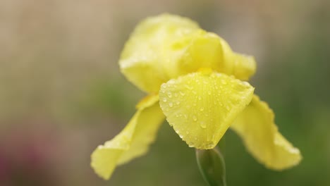 來自法國村莊花園的美麗花朵