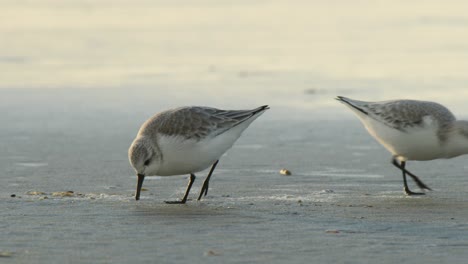 Par-De-Pájaros-Sanderling-Recogiendo-Comida-De-La-Arena-Con-Pico-Puntiagudo-En-La-Playa-Holandesa