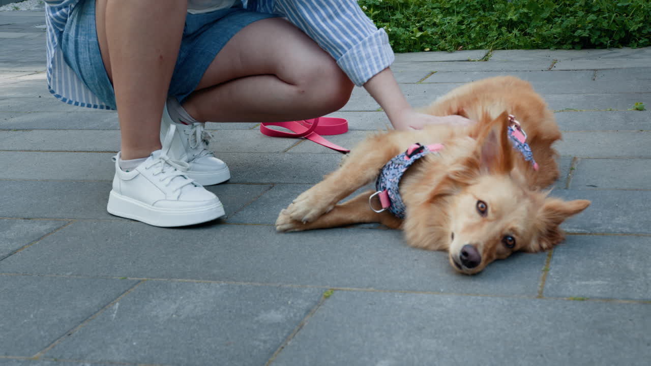 Woman petting a resting dog on a paved path