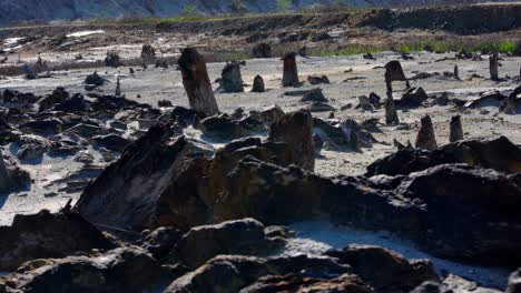 dried lake bed with remnants of trees and rocks