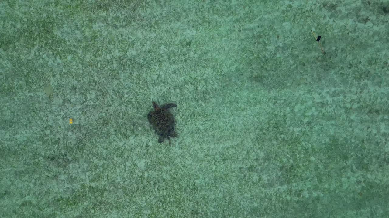 large Sea turtle swimming gracefully over a sandy seabed in clear tropical ocean water, representing marine life and conservation. Beautiful aerial view drone top down Above view
