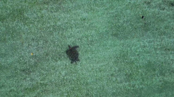 large Sea turtle swimming gracefully over a sandy seabed in clear tropical ocean water, representing marine life and conservation. Beautiful aerial view drone top down Above view