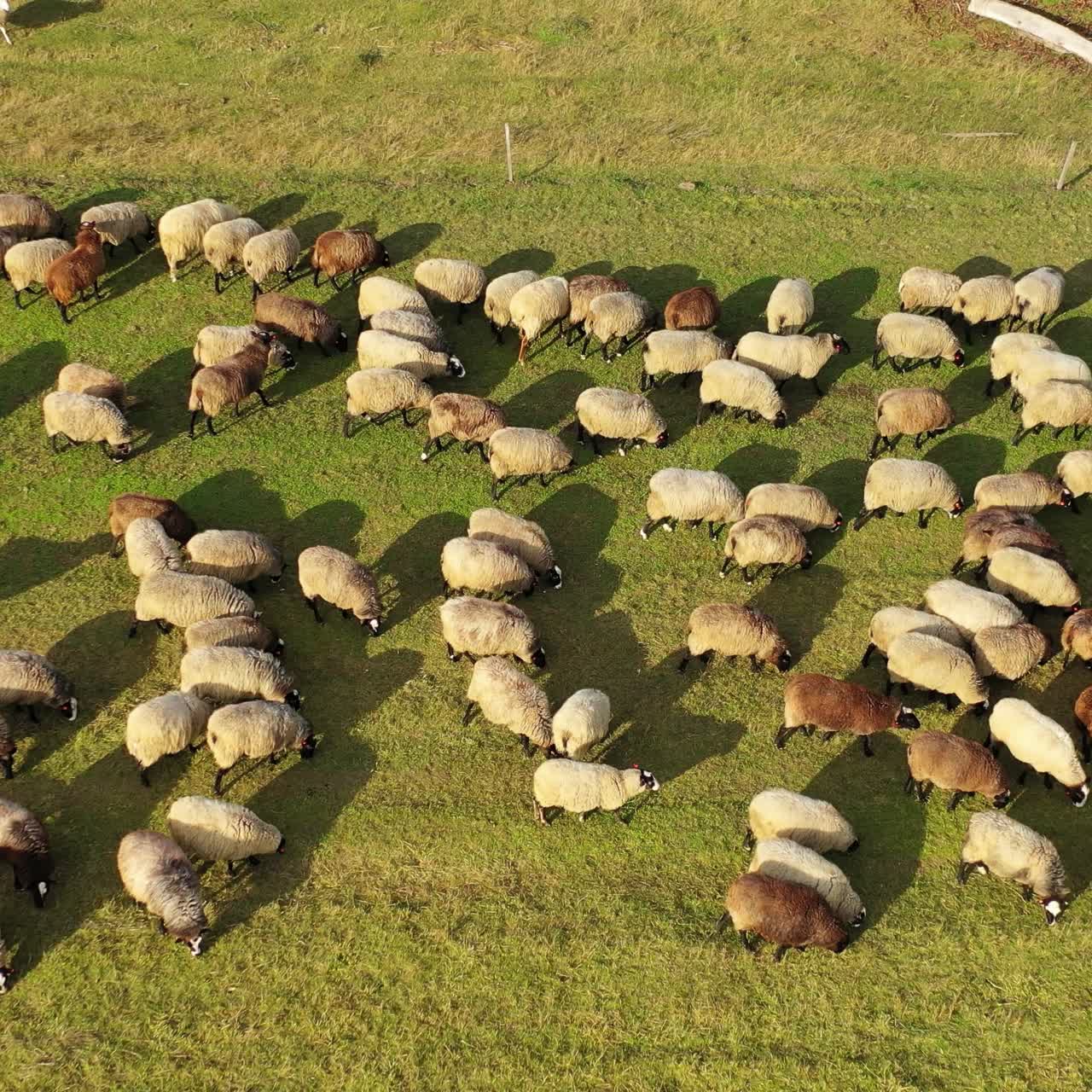 Sheep on meadow in sunny day. Beautiful sheep herd grazing on field. View from above on fluffy domestic animals eating grass. Camera rising up.