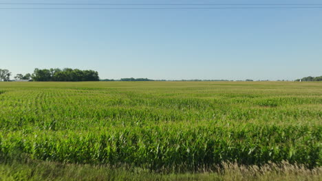 Aerial-Daytime-View-of-Corn-Field-in-Rural-Countryside