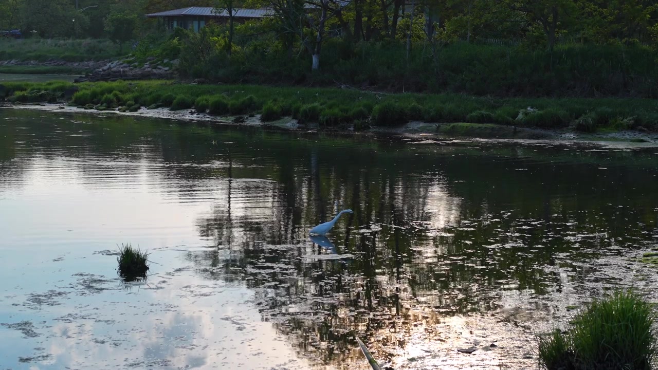 水面に映る湿地の池に立つシラサギ。草木と陽光が反射する水辺を歩く。