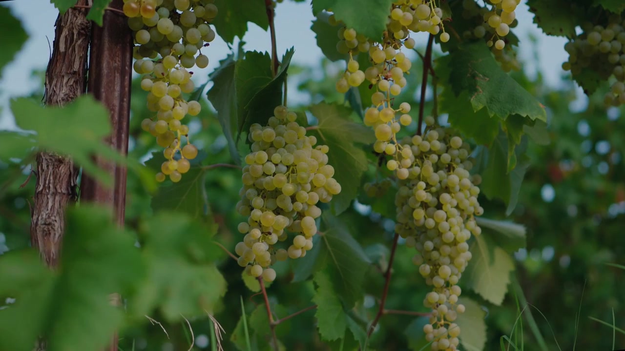 Klasene med gule vindruer som vokser blant frodige blader på den italienske landsbygda.