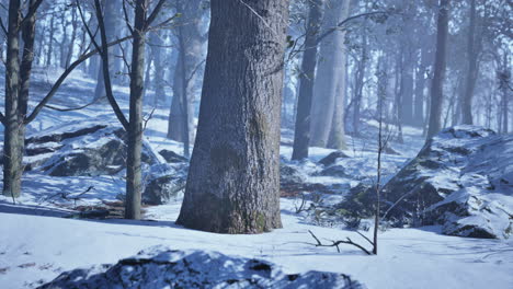 landscape of spooky winter forest covered by mist