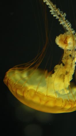 medusas pulsando y nadando en aguas oscuras