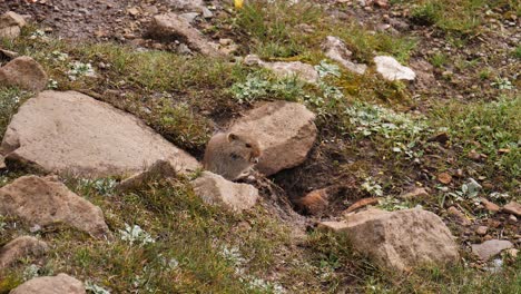 cute african vlei rat eats yellow flower while sitting outside its den