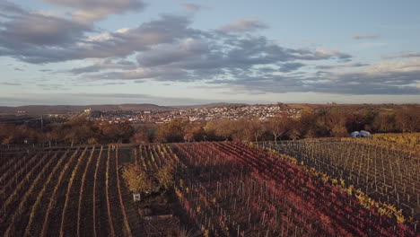 vuelo aéreo con drones sobre viñedos en otoño
