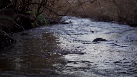 small creek at dusk shot in slow motion