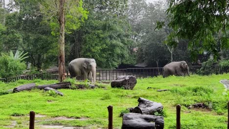 elephants in a rainy zoo enclosure