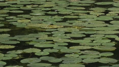hojas de lirio de agua en la superficie del lago