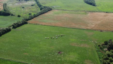 A-herd-of-cows-on-a-lush-green-field,-farmland-in-denmark,-good-weather