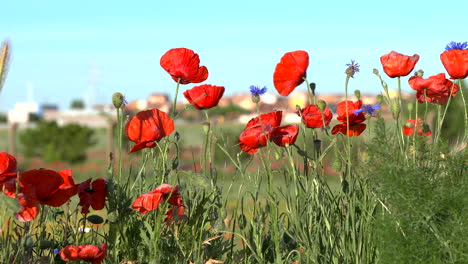 campo de amapolas al atardecer, de cerca