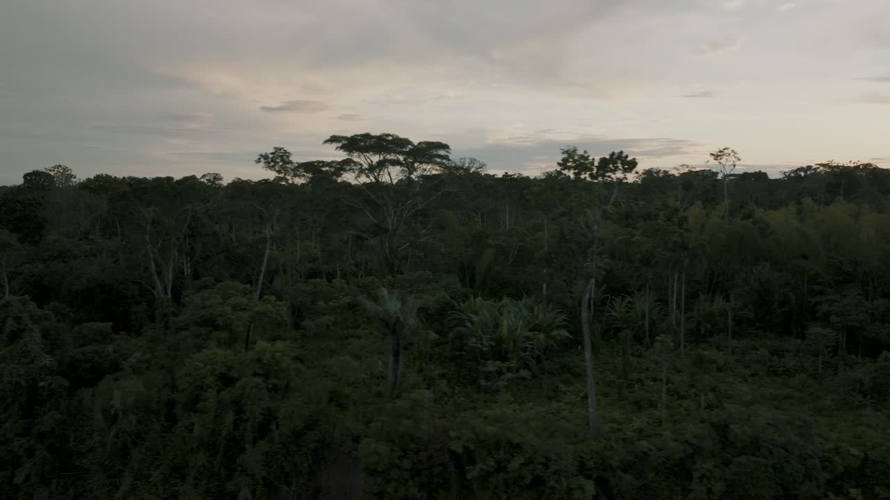 Scenic View Of Exotic Forest Trees In The Amazon Rainforest