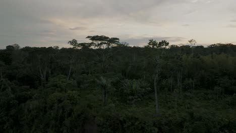 scenic view of exotic forest trees in the amazon rainforest