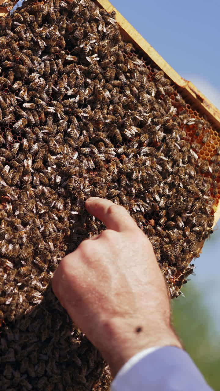 Beekeeper touching bees on frame with bare hands. Honey frame with bees in apiarist's hand. Apiculture process. Close-up. Vertical video