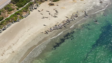 Riesige-Gruppe-Von-See-Elefanten-Am-Strand-Von-Elephant-Seal-Rookery,-Kalifornien