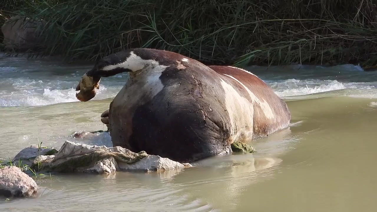 Carcassa di una mucca che galleggia in un fiume