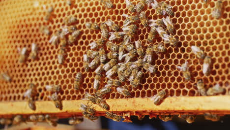 Bienen-Arbeiten-An-Waben-Im-Bienenhaus