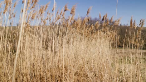 Tilt-up-revealing-reed-blowing-in-the-wind