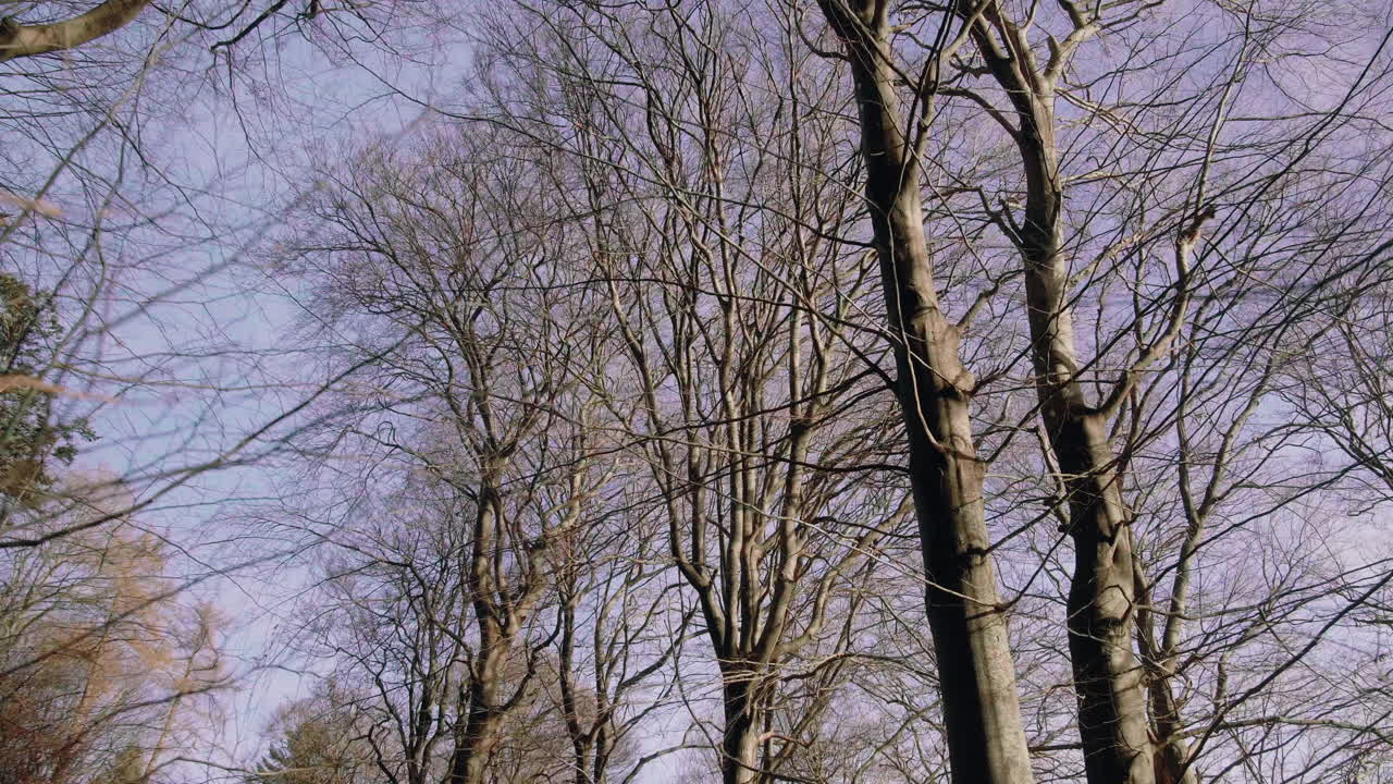 pan tiro copas de los árboles contra el cielo azul de invierno cardán suave naturaleza forrest