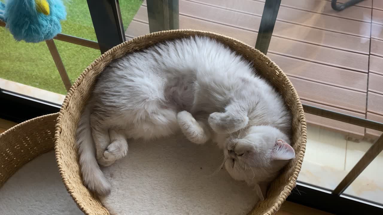 침대에서 잠을 자는  페르시아 고양이