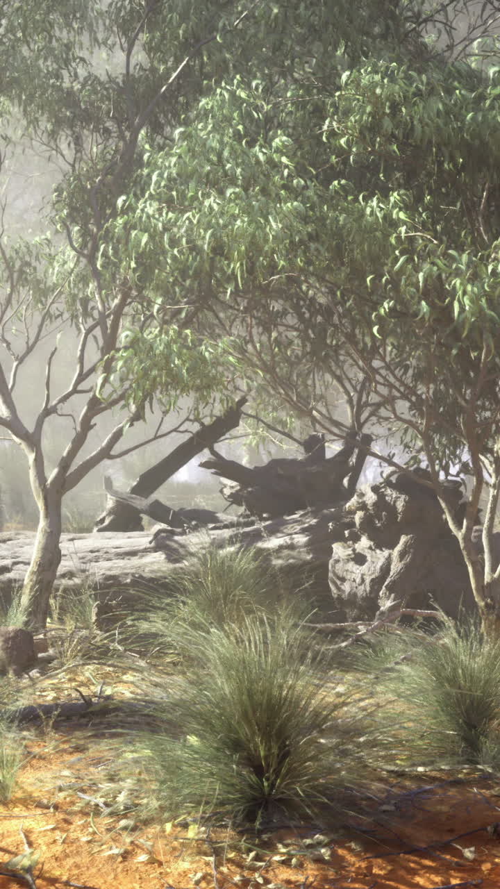 Lush australian bushland with misty atmosphere and rocky terrain