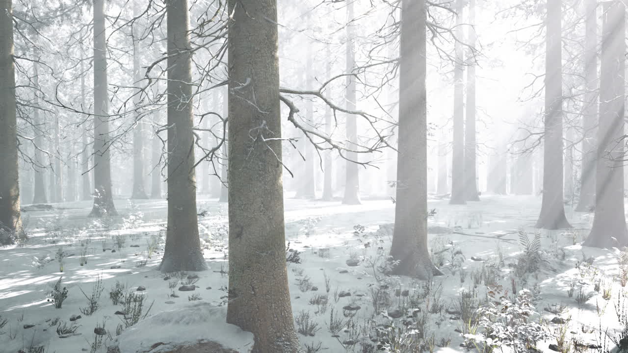 태양 광선 빛으로 마법의 12 월 숲