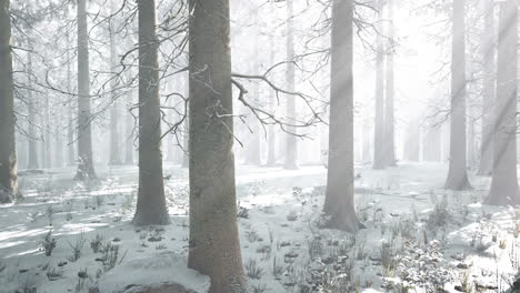 bosque mágico de diciembre con luz de rayos de sol