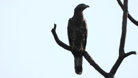 Common-Eagle-in-tree-waiting-for-Pray-UHD-MP4-4k-