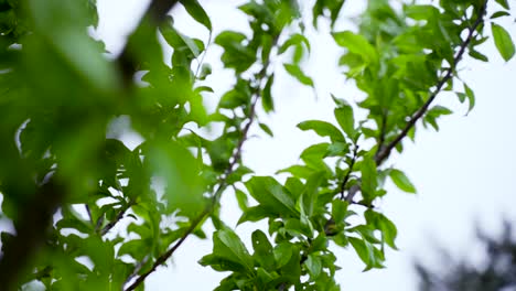 Cherry-tree-branch-moving-in-the-wind