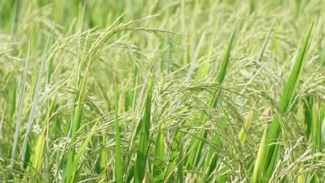 Low-angle-capture-of-rice-plantation-in-Asia