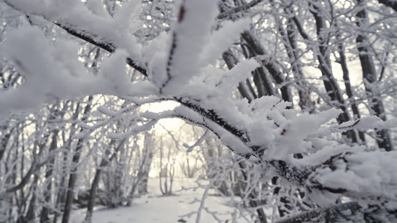 Frozen tree branches coated in thick white snow create a serene winter scene