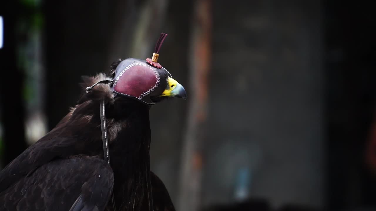 Águia negra com capuz descansando, ave de rapina treinada para falcoaria em close-up