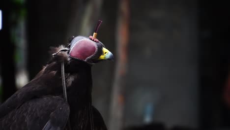 Black-eagle-in-hood-resting,-bird-of-prey-trained-for-falconry-close-up