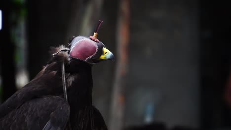 águila negra en el capó descansando, ave de rapiña entrenada para cetrería de cerca