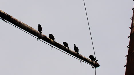 Schwarze-Vögel-Auf-Dem-Mast-Eines-Rostroten-Schiffswracks,-Das-Im-Seichten-Grünen-Wasser-Feststeckt