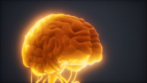 animated-model-of-human-brain