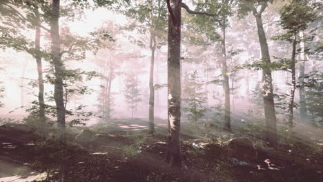 Glowing-fog-in-the-forest-in-the-evening